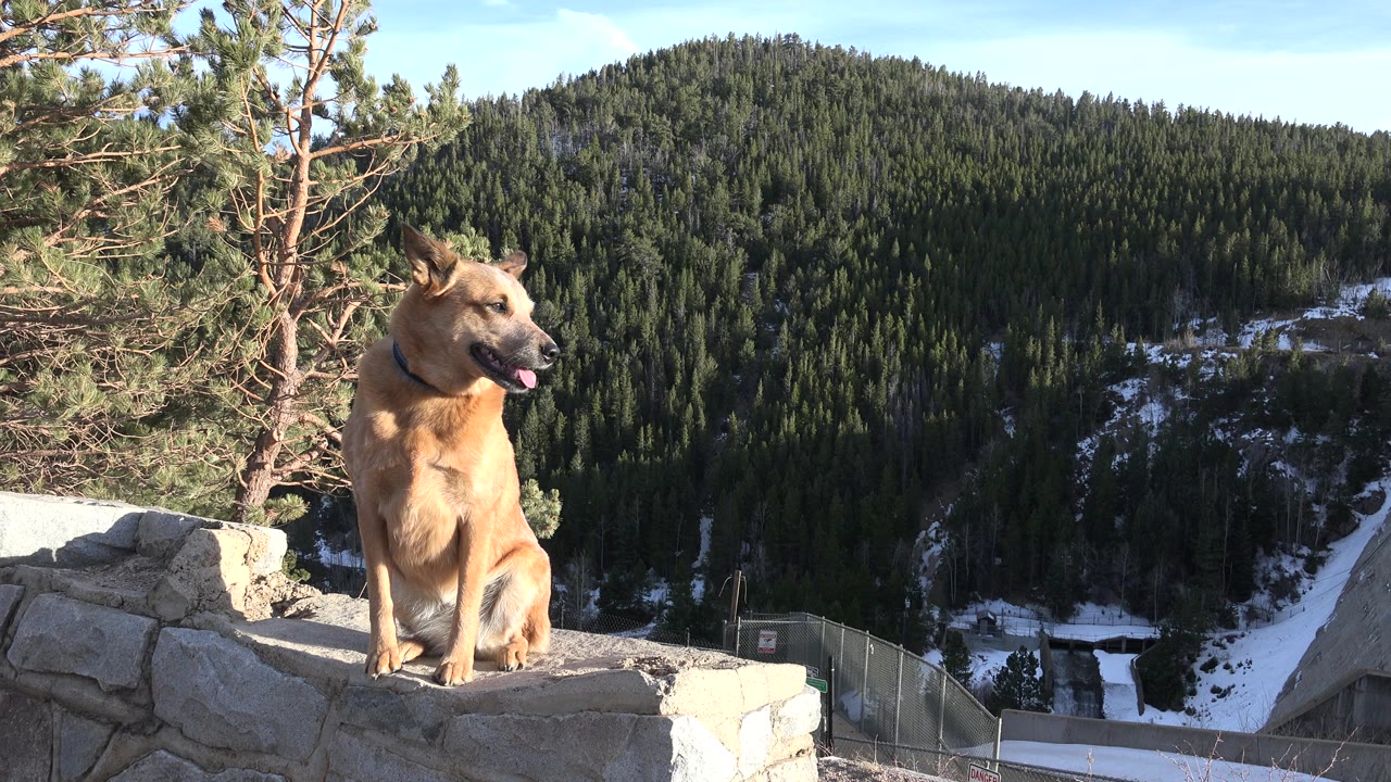 Tan dog sitting on a stone ledge above a snowy forested slope.