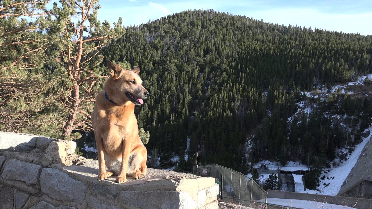 The dog remains seated on the ledge in Nederland, Colorado, looking slightly to the right while sunlight hits its chest and face, with no visible people.