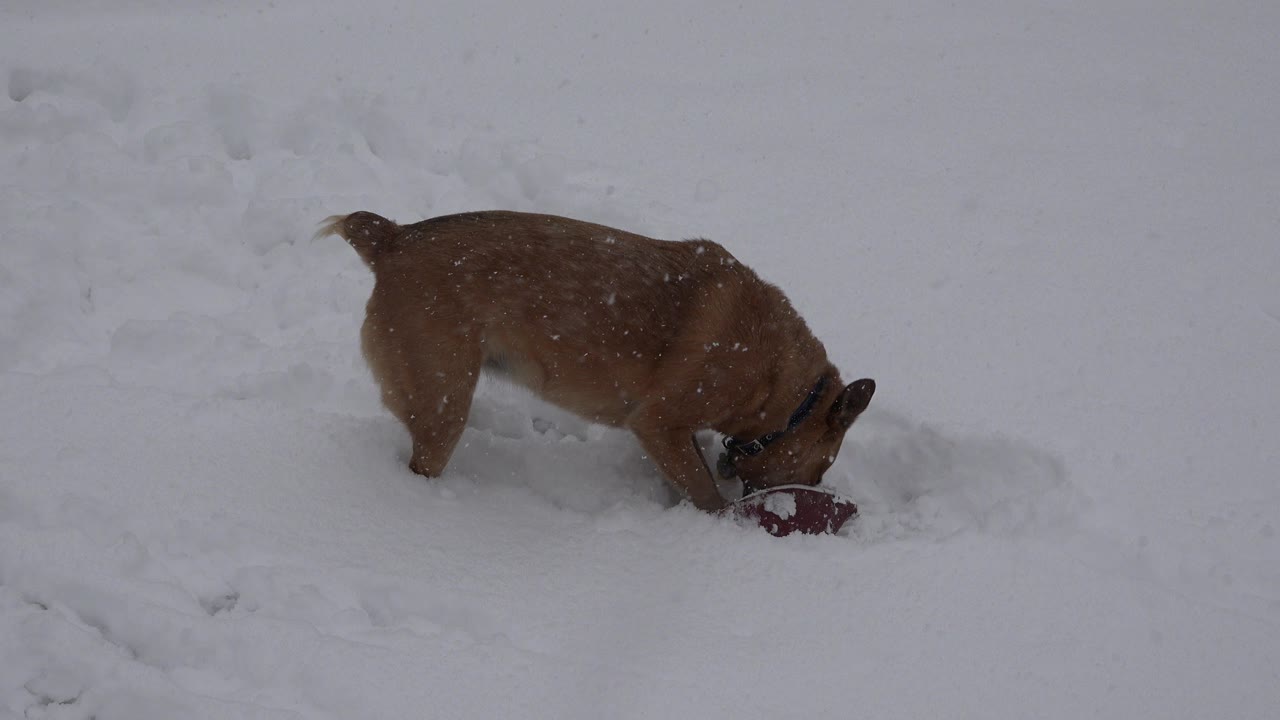 Brown dog digs in snow beside a red toy.