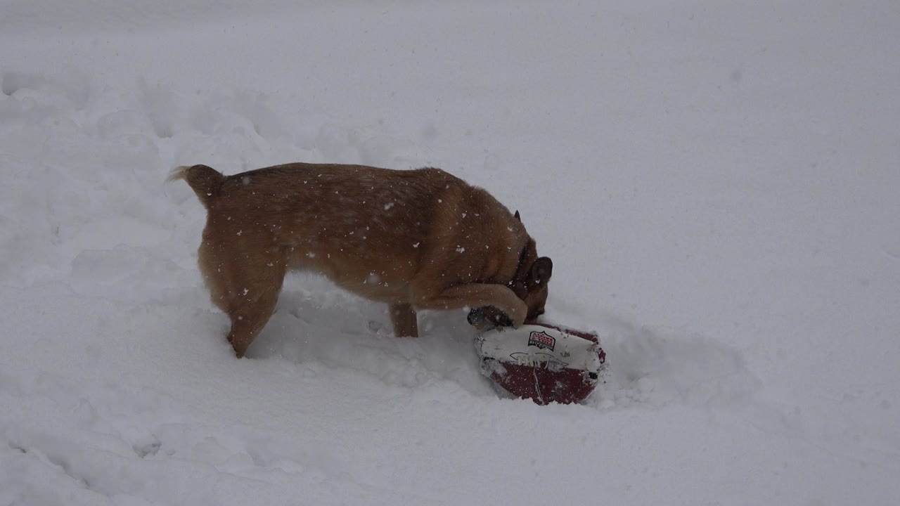 A medium brown dog in Westminster, Colorado lowers its head toward a red-and-white ball partly buried in snow, with no visible people.