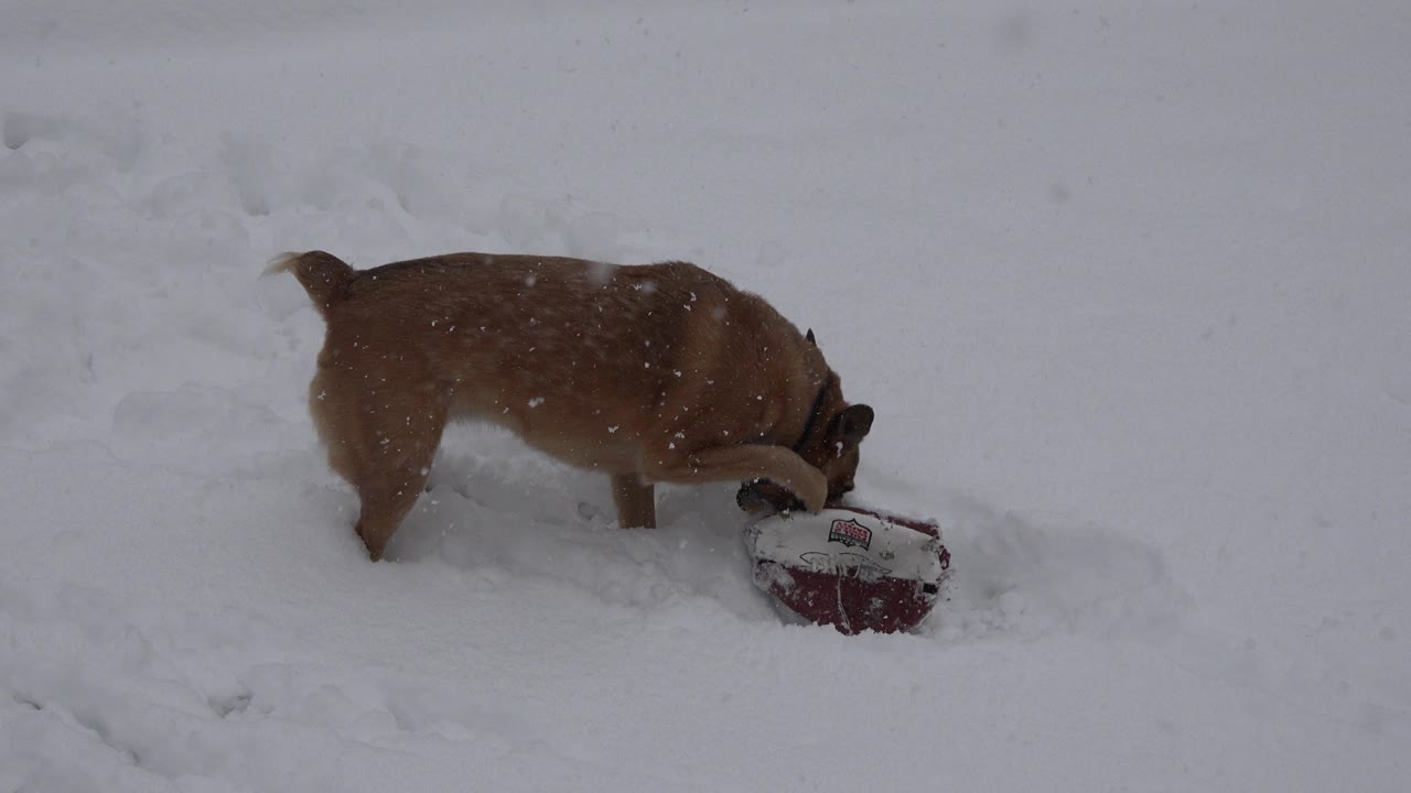 The brown collared dog presses its muzzle into the snow beside the partially exposed red-and-white ball in Westminster, Colorado, with no visible people.