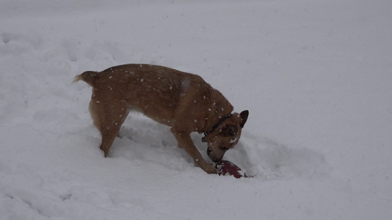 Brown dog pawing at a red ball in deep snow