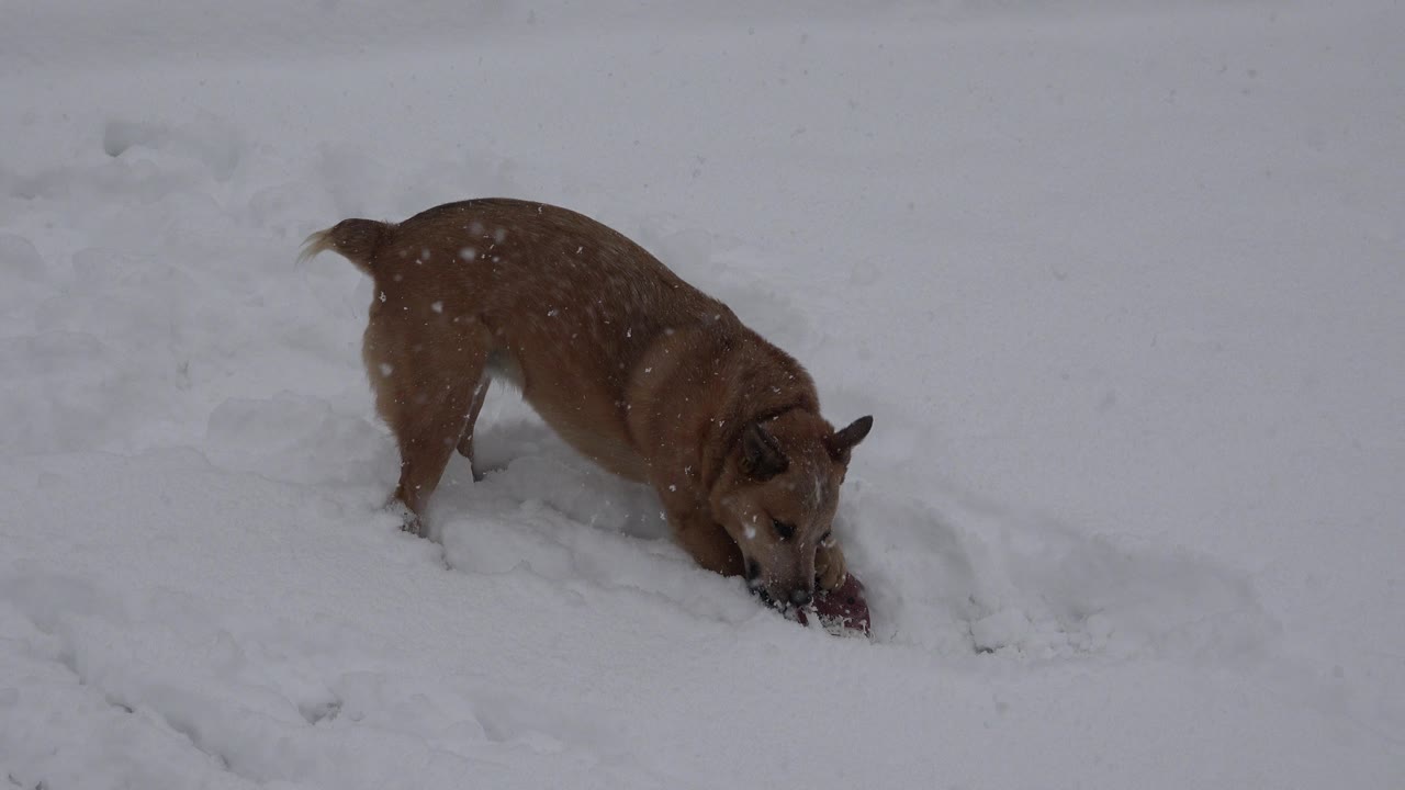 At 0:00, a tan medium-sized dog lowers its head into the snow beside a small dark red object in Westminster, Colorado, with no visible people.