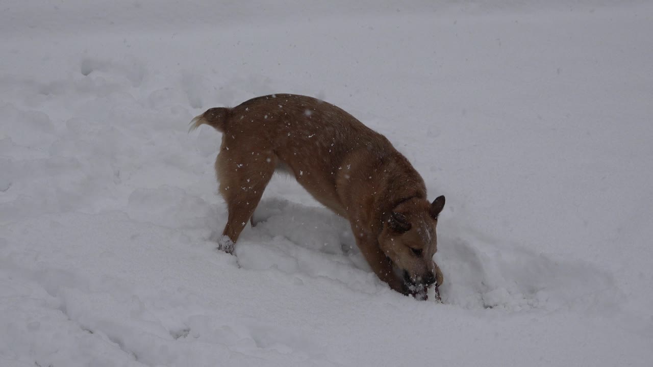 Tan dog stands angled right with its muzzle pressed near the snowy object.