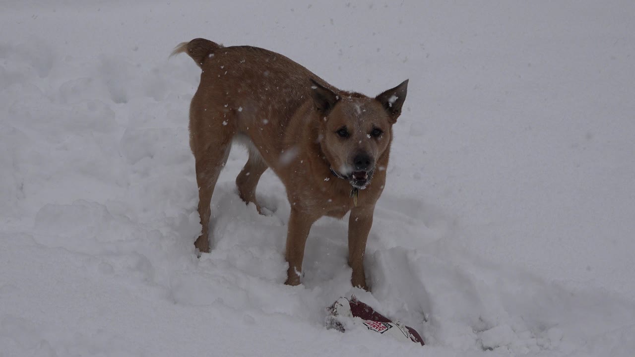 At 0:00, a brown dog stands in deep snow in Westminster, Colorado, with falling flakes and a red-and-dark object partly buried near its paws, no visible people.
