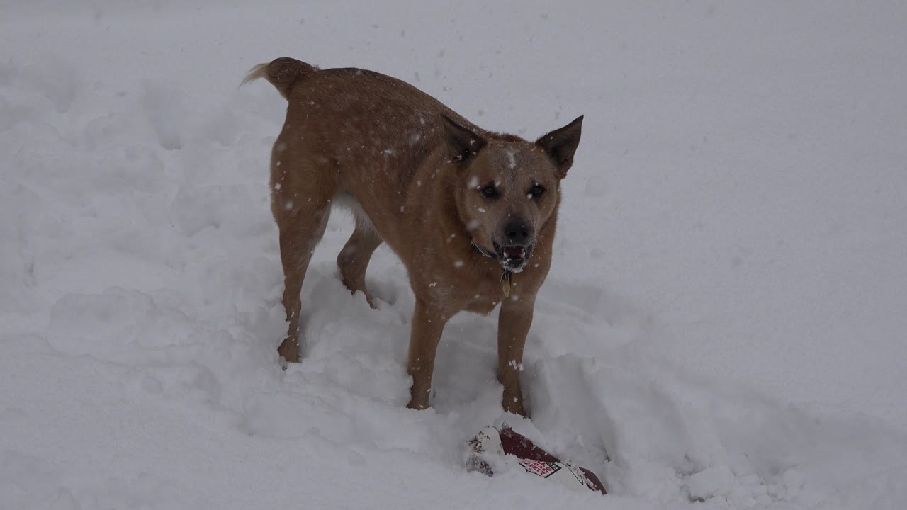 At 0:01, the brown dog holds an alert stance in Westminster, Colorado snow, with one front paw lifted and its mouth open, no visible people.