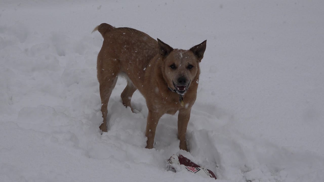 Brown dog standing in snow as flakes fall around it.