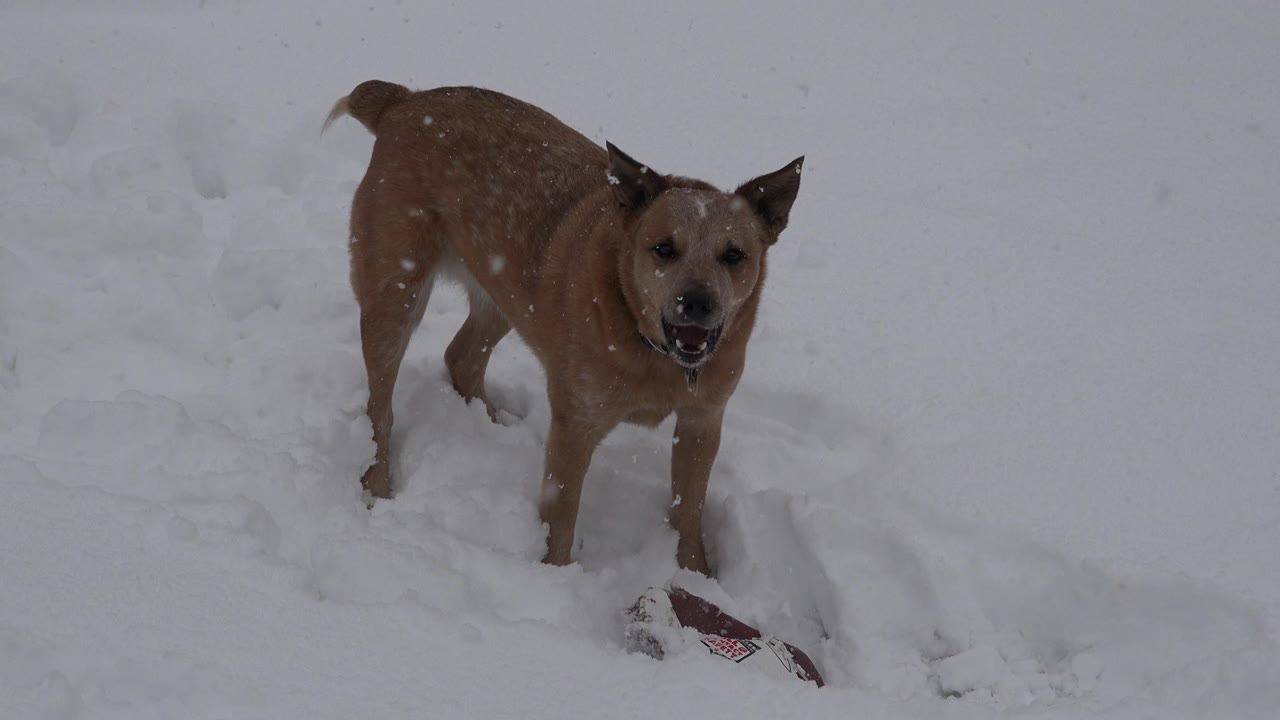 A brown dog stands in deep snow in Westminster, Colorado, facing the camera as snow falls, with no visible people.