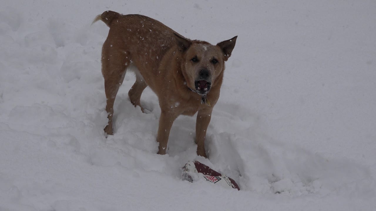 Brown dog barking in falling snow.