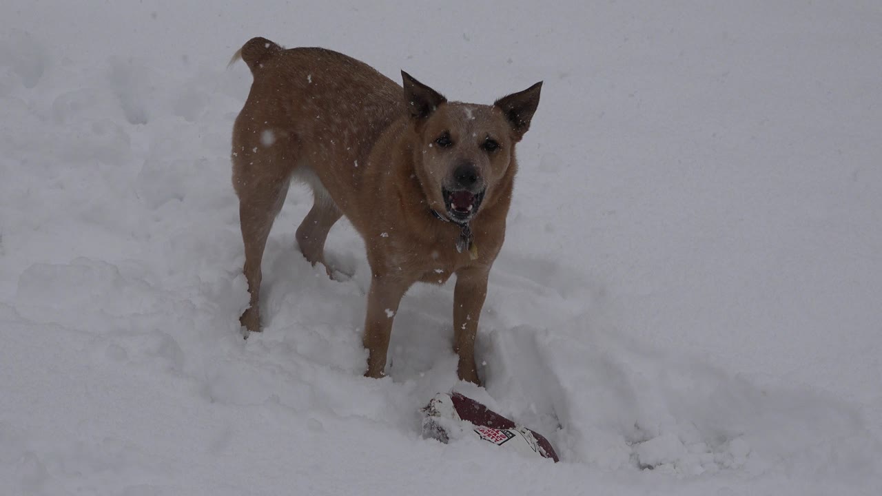 Brown dog with a collar faces the camera in falling snow in Westminster, Colorado, with a red object partly buried near its front paws and no visible people.
