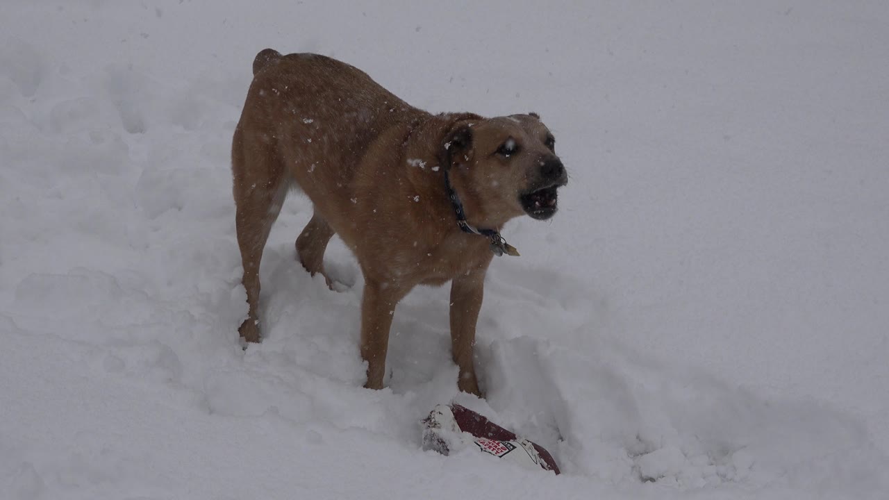 Brown dog turned slightly to the side in snow.