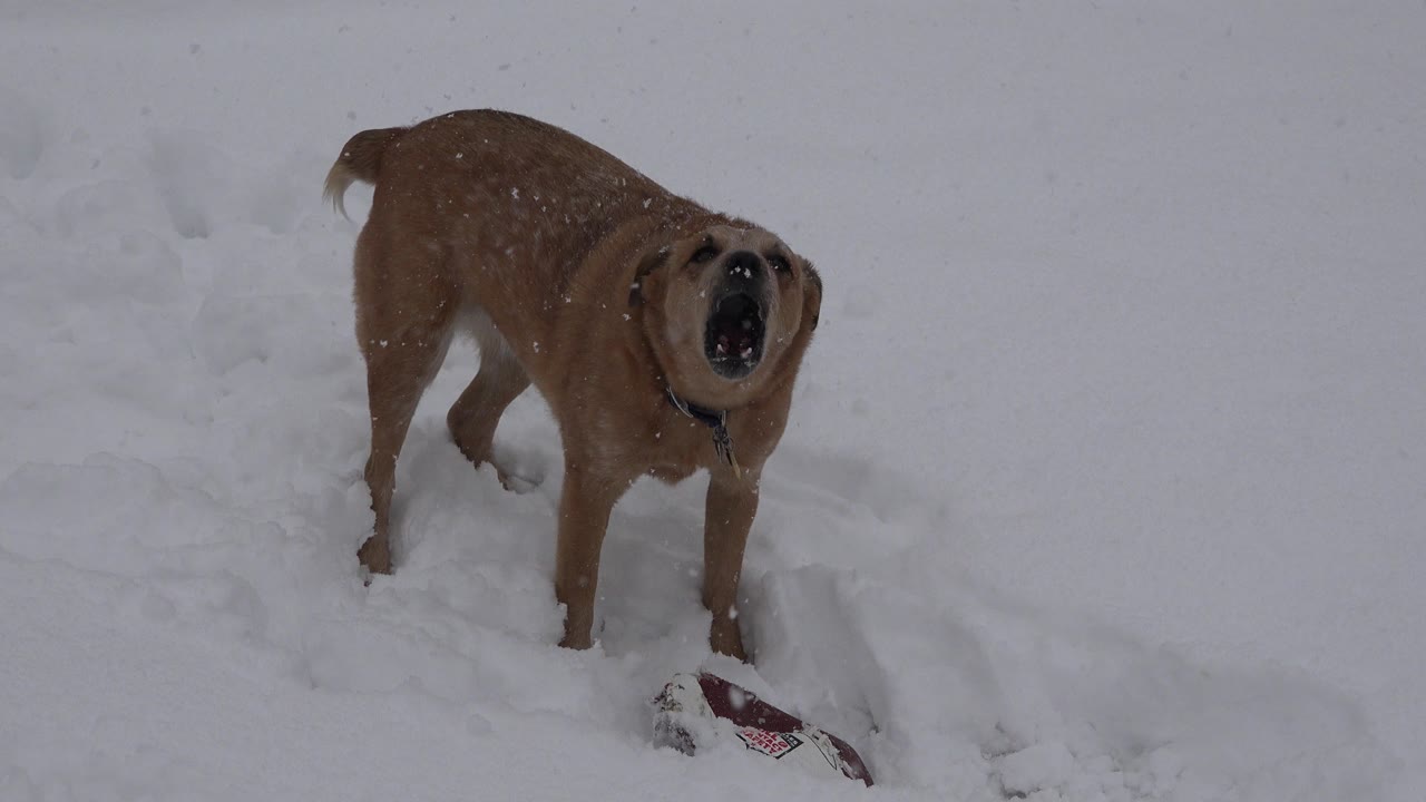 Beige dog faces the camera with its mouth open while standing in Westminster, Colorado snow, with a leash near its neck and no visible people.