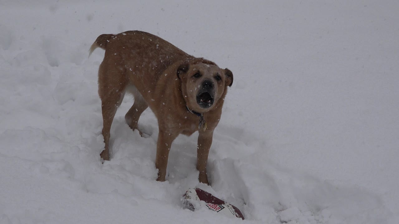 The beige dog remains front-facing in the Westminster, Colorado snow, mouth partly open, with the dark collar visible and no visible people.