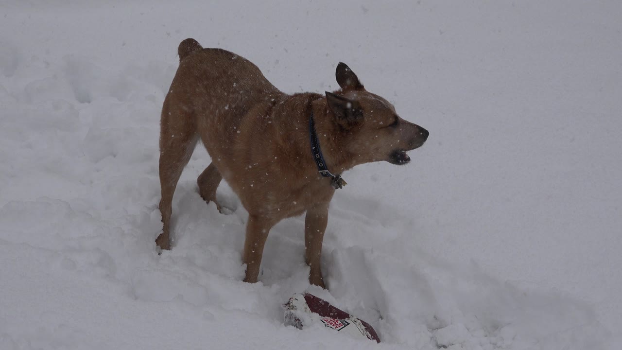 Dog turns sideways in snow with mouth open.
