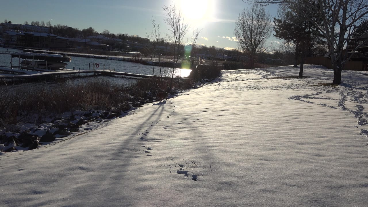 Snowy slope with water, dock, bare trees, and sun glare