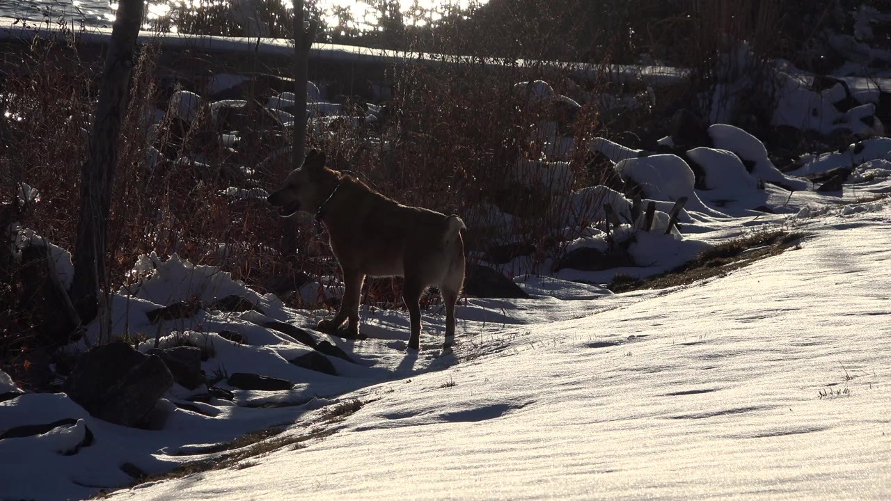 Brown dog stands near the left side of a snowy riverbank in Westminster, Colorado, with dark rocks, bare brush, tree trunks, bright water in the background, and no visible people.