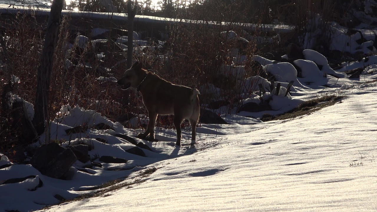 Brown dog faces across the snow-covered bank in Westminster, Colorado, with its body silhouetted by strong backlight, brush and rocks behind it, and no visible people.