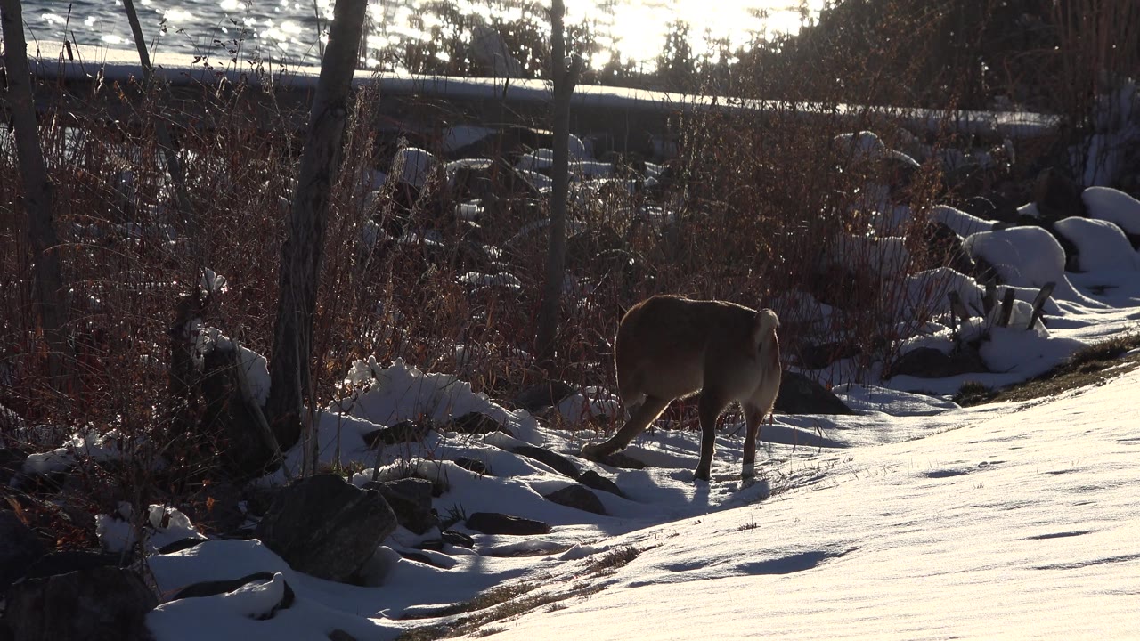 Brown dog walking right on snow beside rocks.
