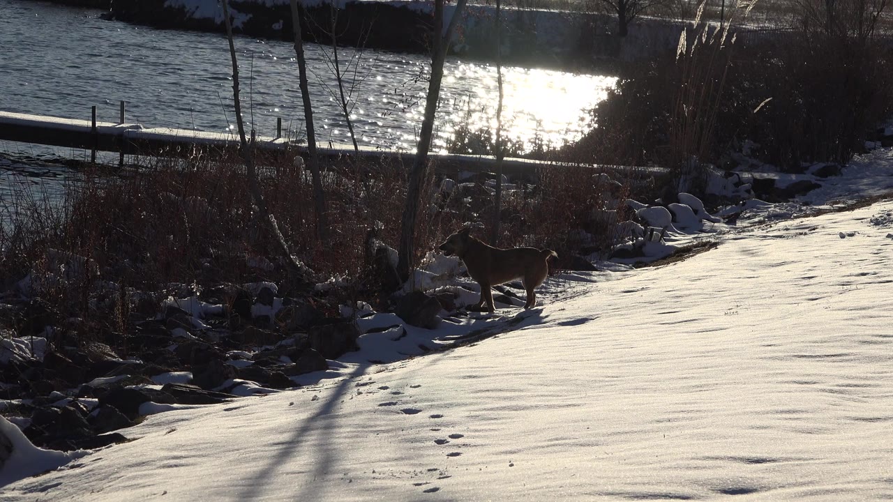 At 0:00 in Westminster, Colorado, a snowy slope leads toward reeds, shoreline rocks, bright lake glare, and a dog standing near the water, with no visible people.