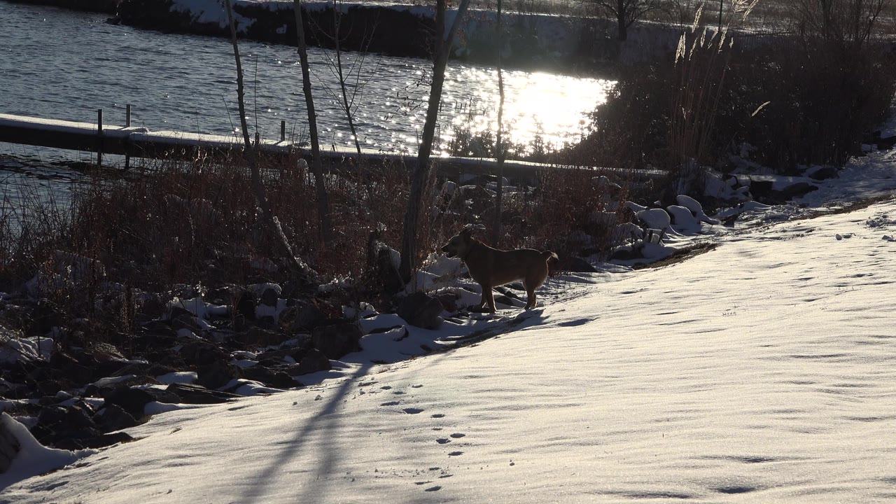 At 0:01 in Westminster, Colorado, the dog remains near the reed line beside a snow-covered bank, with lake water and bright reflected sun behind it and no visible people.