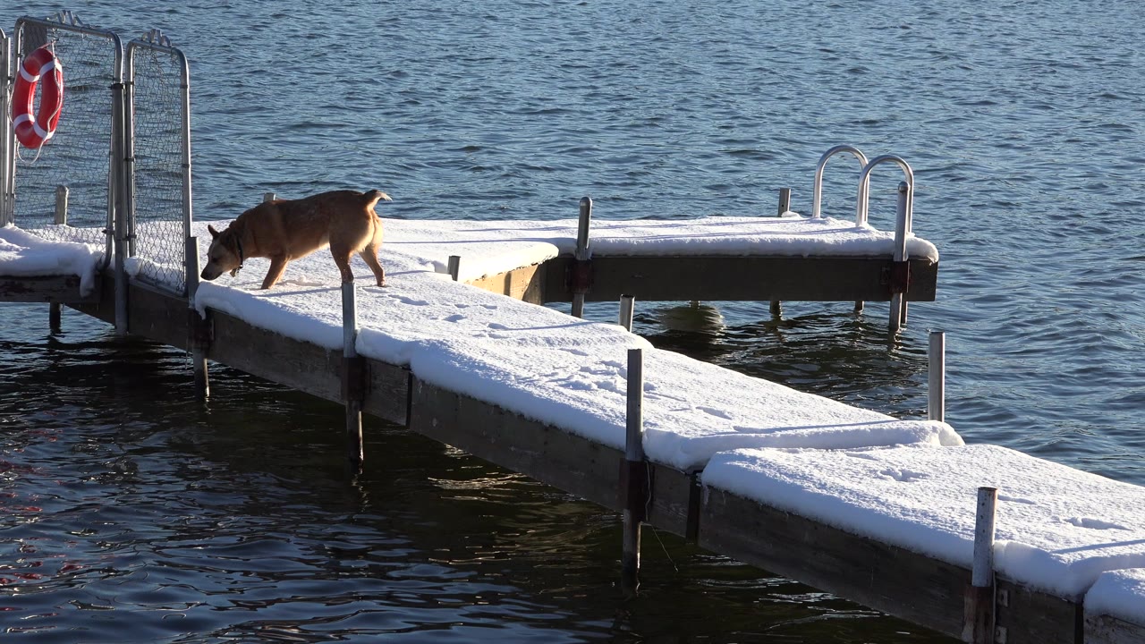 Brown dog walking on a snow-covered dock beside dark water.