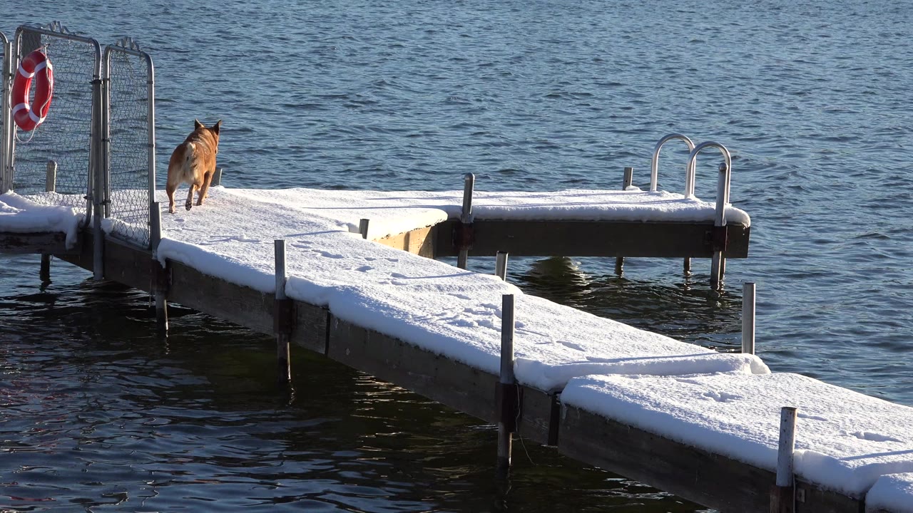 A brown dog stands near the far end of a snow-covered dock over water in Westminster, Colorado, with a red life ring on the left and no visible people.