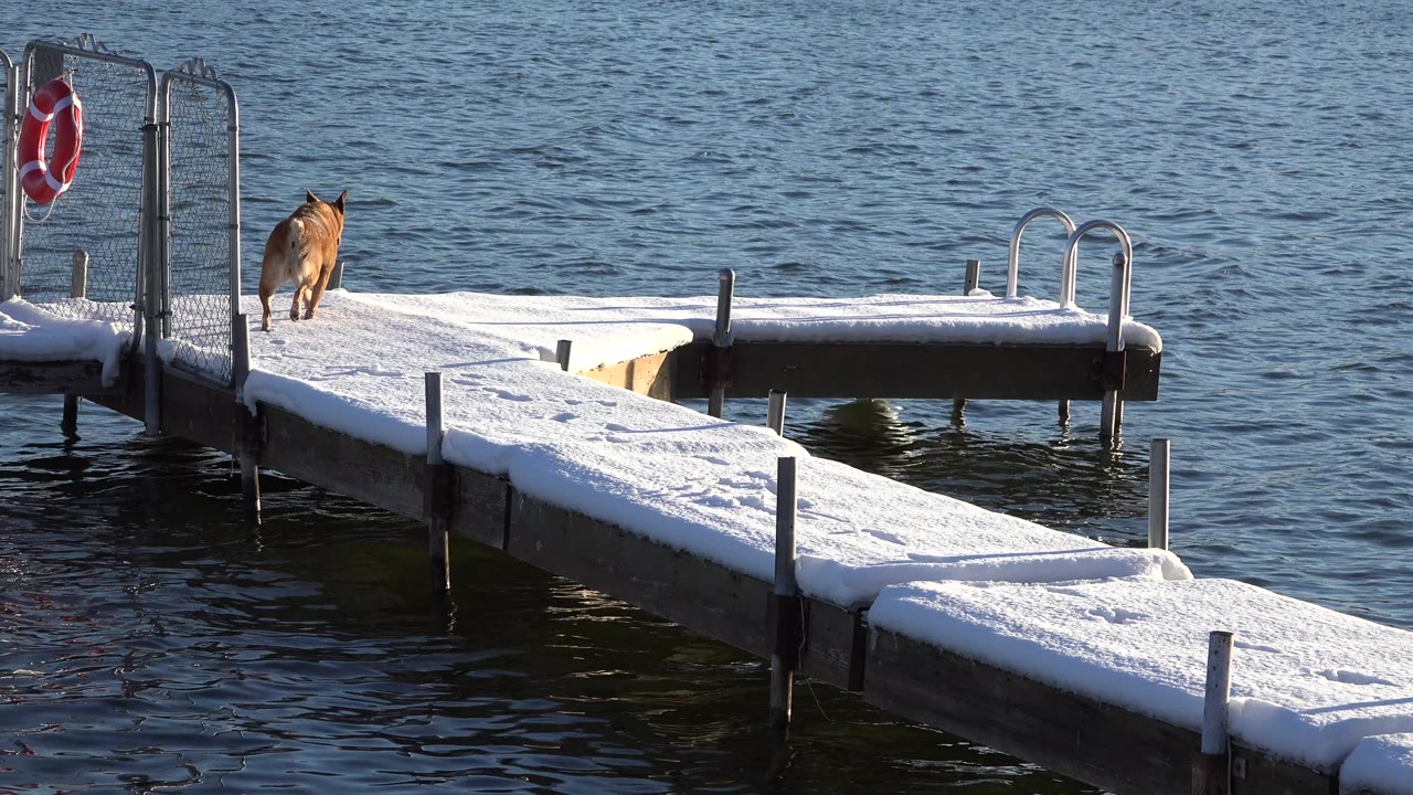 The dog moves along the snowy dock in Westminster, Colorado, with rippled blue water behind it, metal railings at the dock edge, and no visible people.
