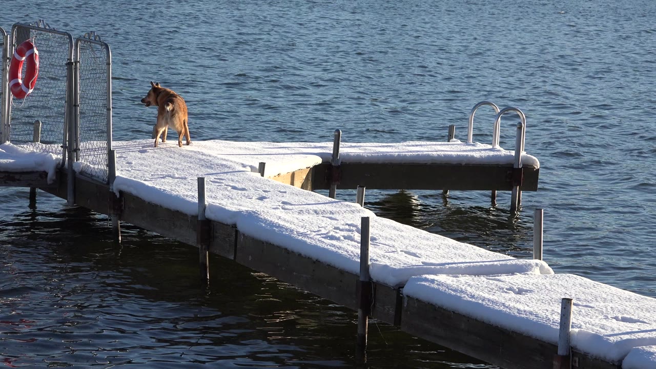 Dog near the center of a snowy dock with water behind.