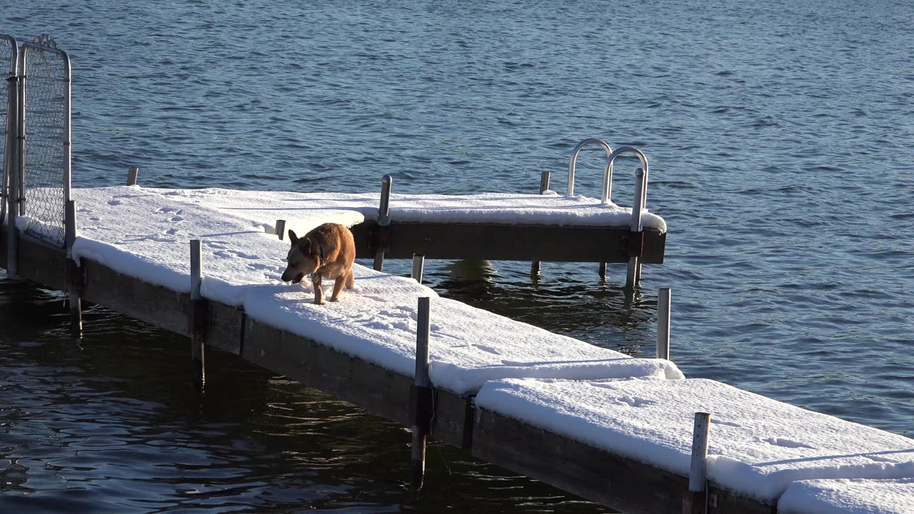 Small brown dog stands on a snow-covered dock over dark water in Westminster, Colorado, with metal ladders and no visible people.