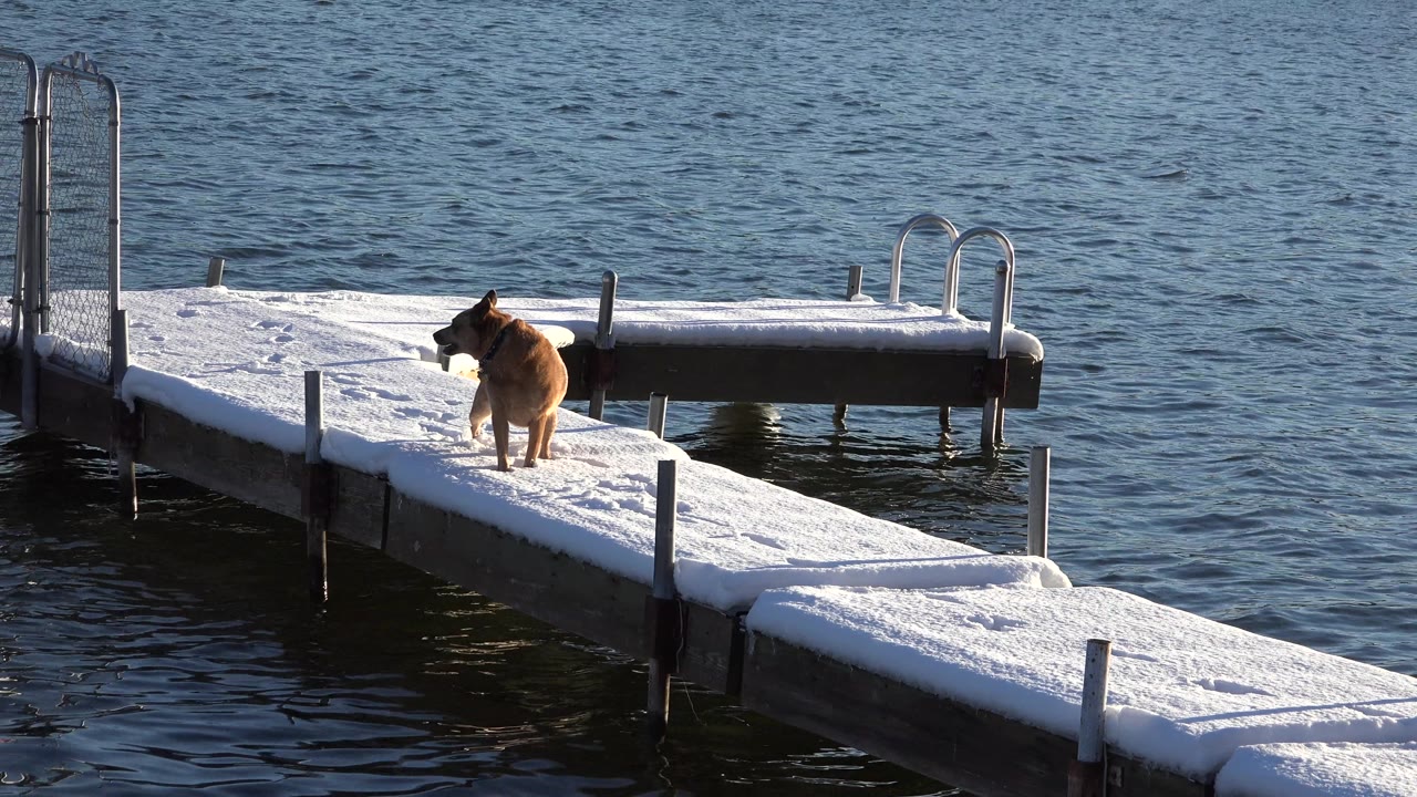 Dog pauses upright on a snow-covered dock over water