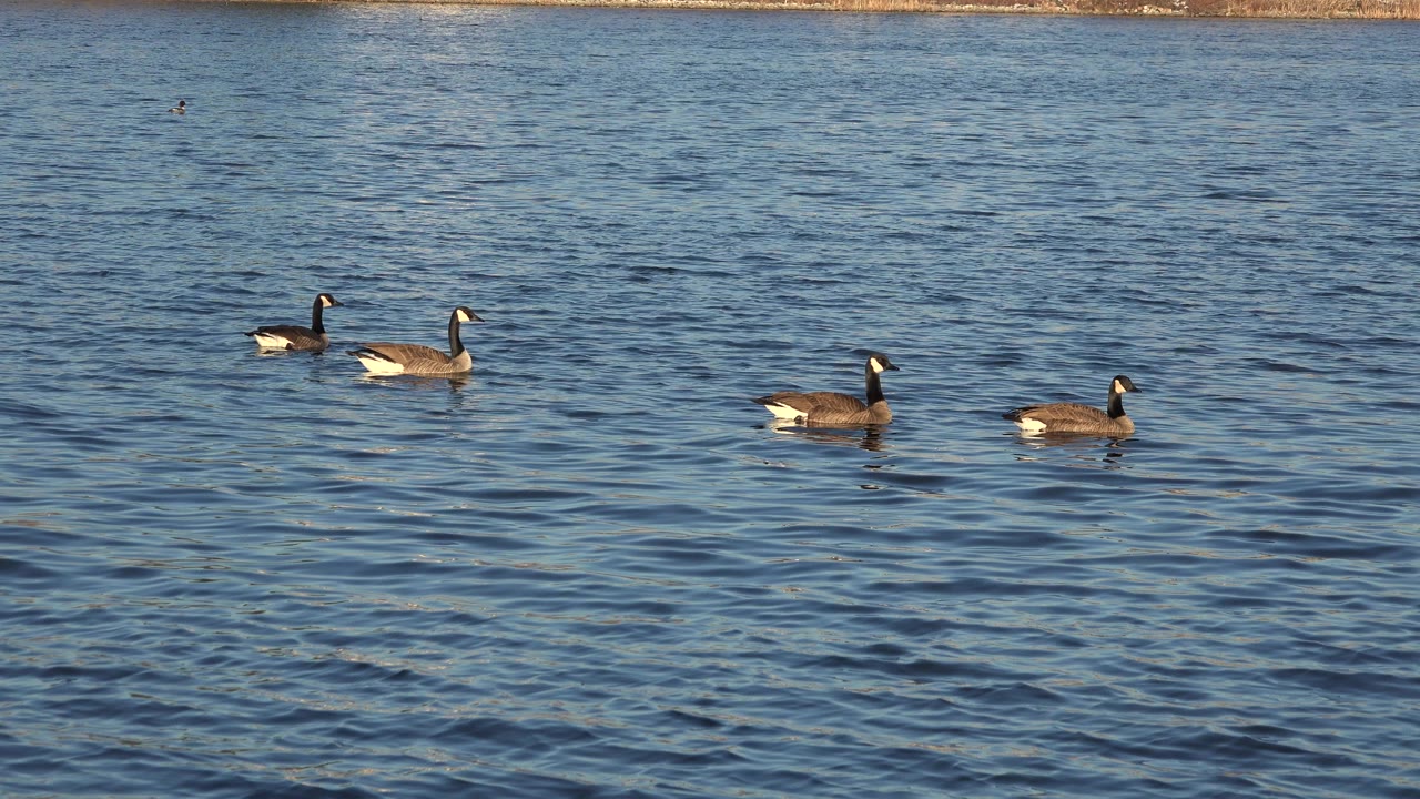 Several dark-headed waterbirds swimming on rippled blue water.