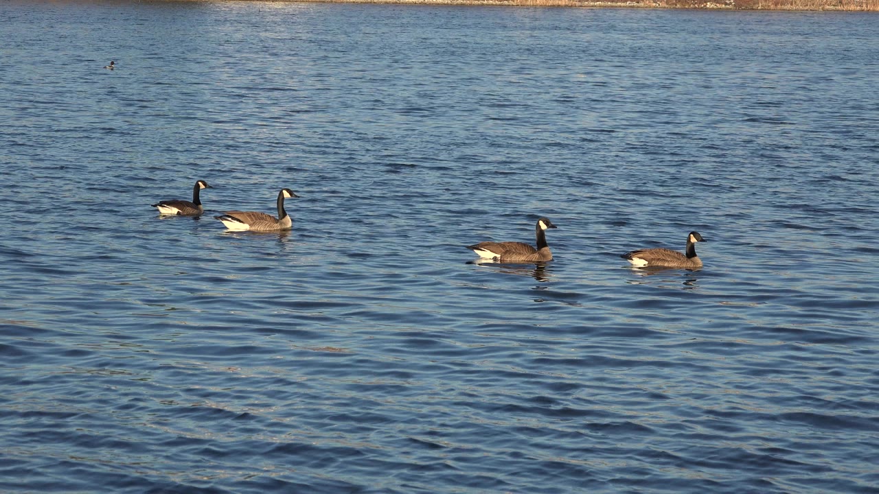 One second in, the Westminster, Colorado waterbirds sit farther apart across the frame as small waves catch warm light, with no visible people.