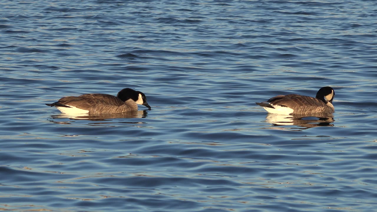 A goose floats left to right across rippled blue water in Westminster, Colorado, with warm light on its side and no visible people.