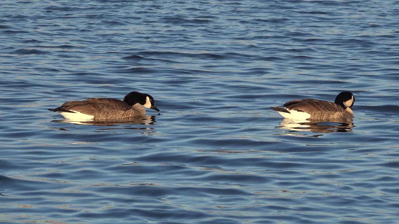 A goose glides low over the water surface in Westminster, Colorado, with small ripples surrounding its body and no visible people.