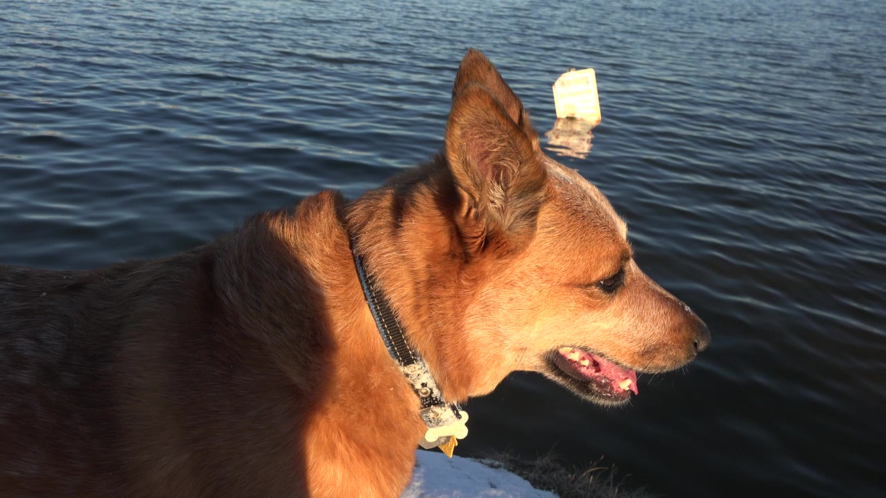A tan dog in Westminster, Colorado faces right beside dark rippled water in warm light, with a small white floating object behind it and no visible people.