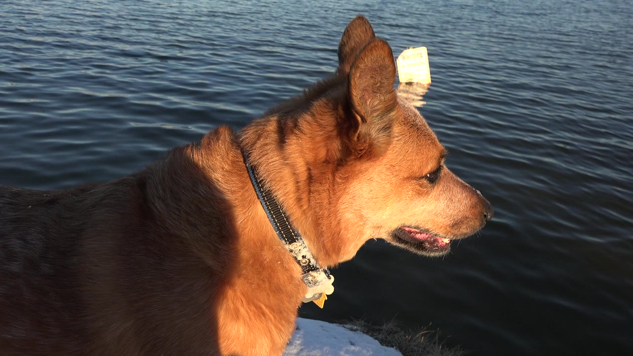 Dog lit by sun at the water edge