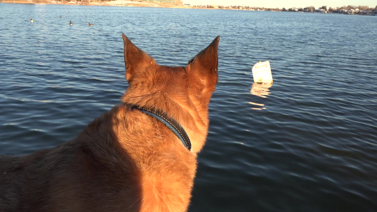 Brown dog seen from behind at the edge of rippled water in Westminster, Colorado, with a small white object floating ahead and no visible people.