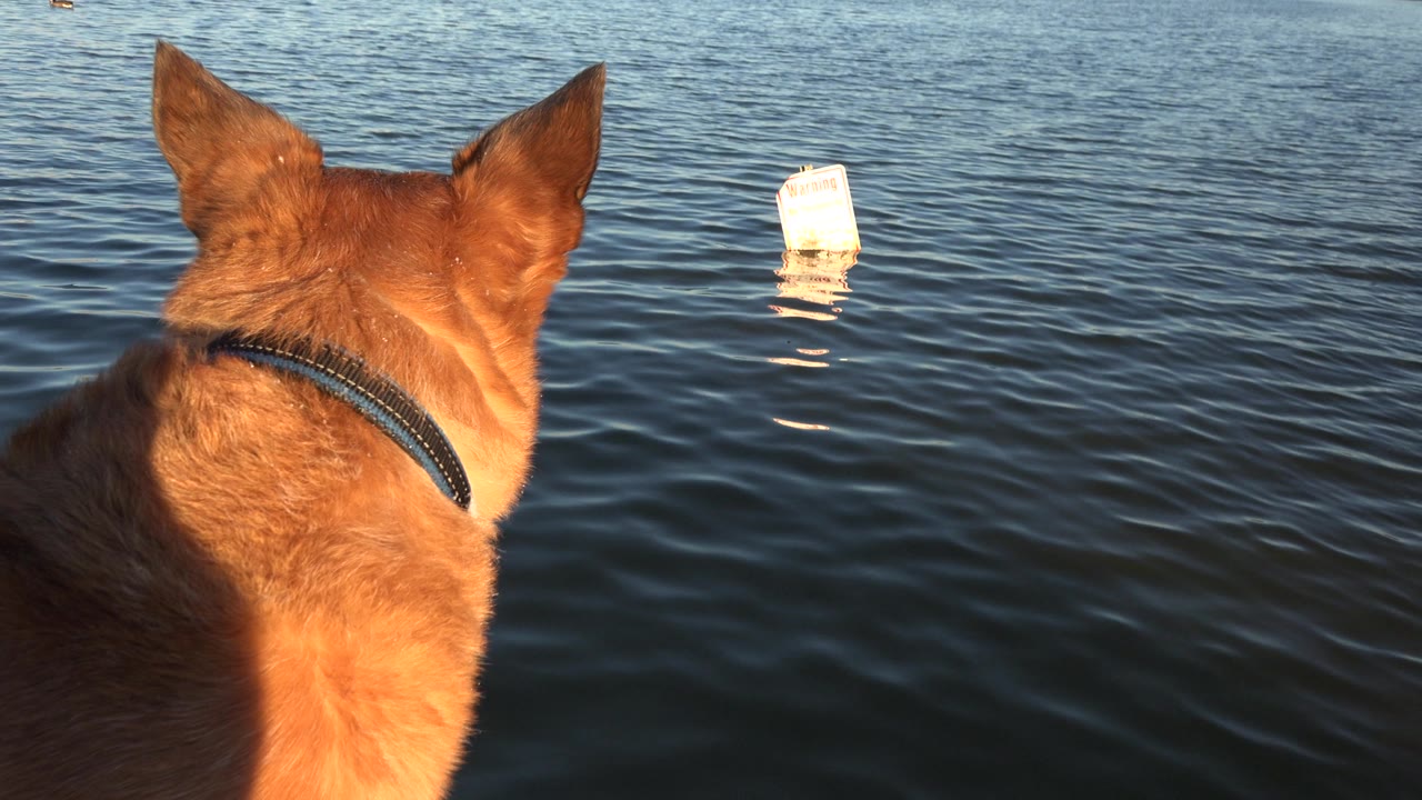 Dog in foreground facing a floating white sign on the water.
