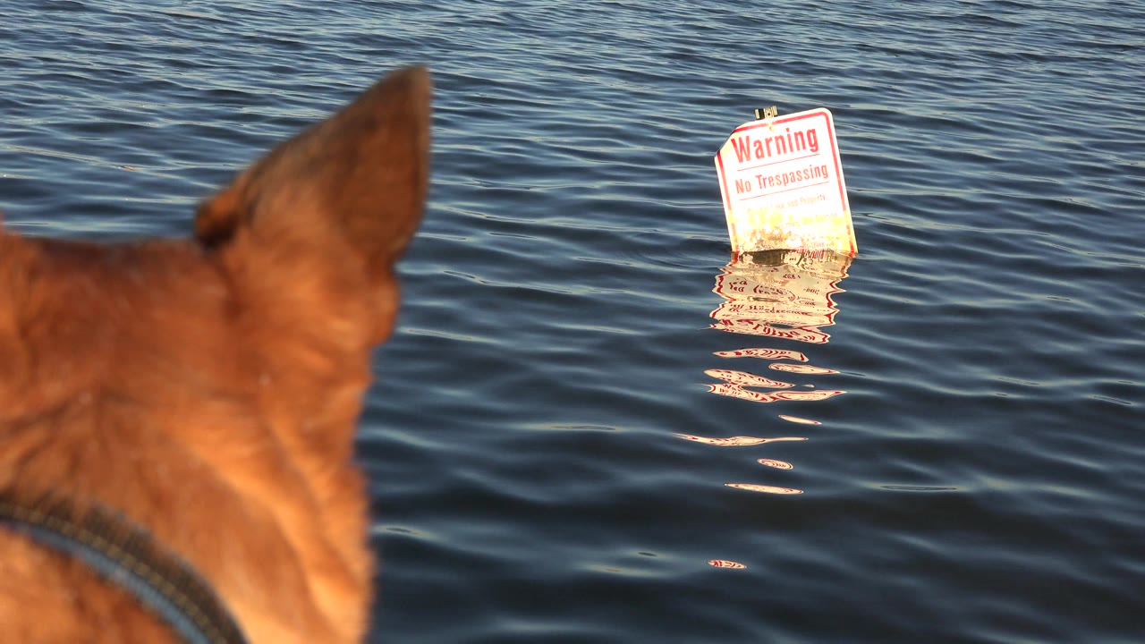 Tan dog ear in foreground facing a warning sign in rippling water.