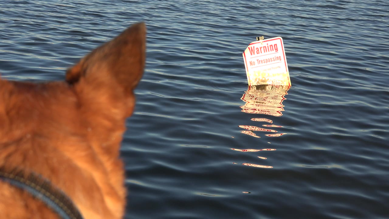 At 0:01, the tan dog remains close and soft on the left while the warning sign sits more centered in the water, its red lettering and reflection visible, with no visible people.