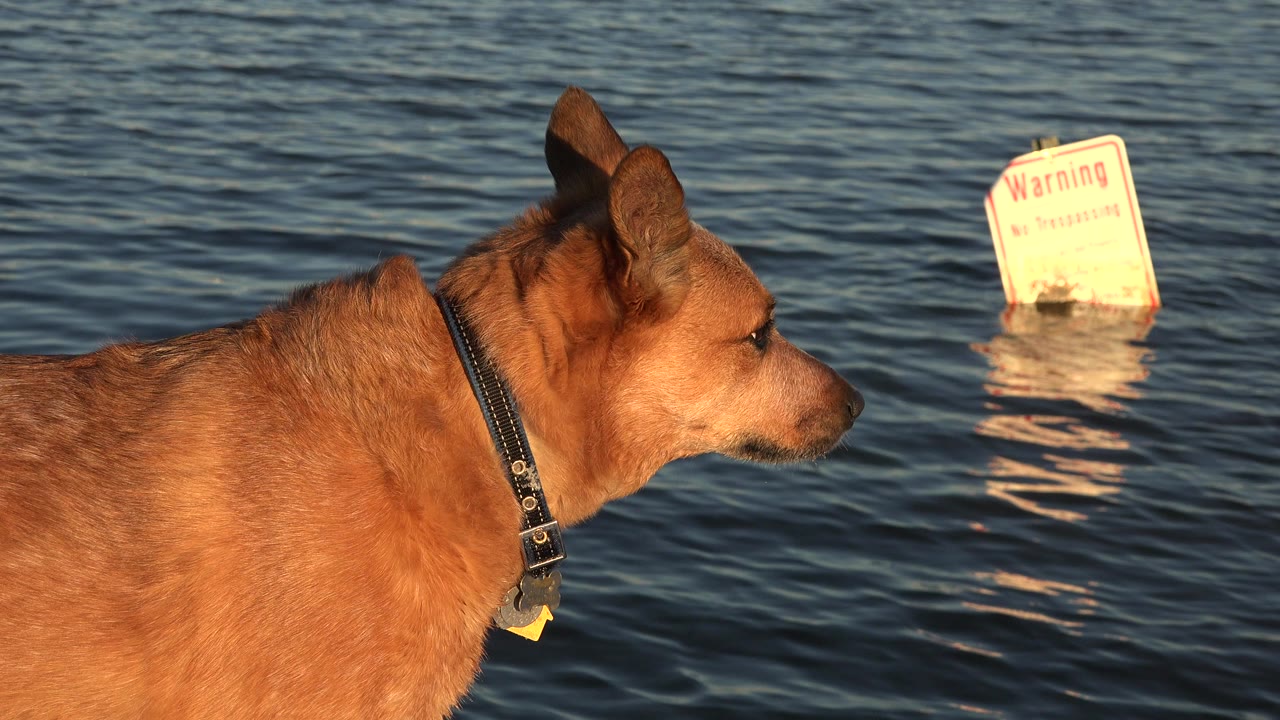 Brown dog in a black collar stands in left foreground beside rippled water in Westminster, Colorado, with a partially submerged warning sign in the background and no visible people.