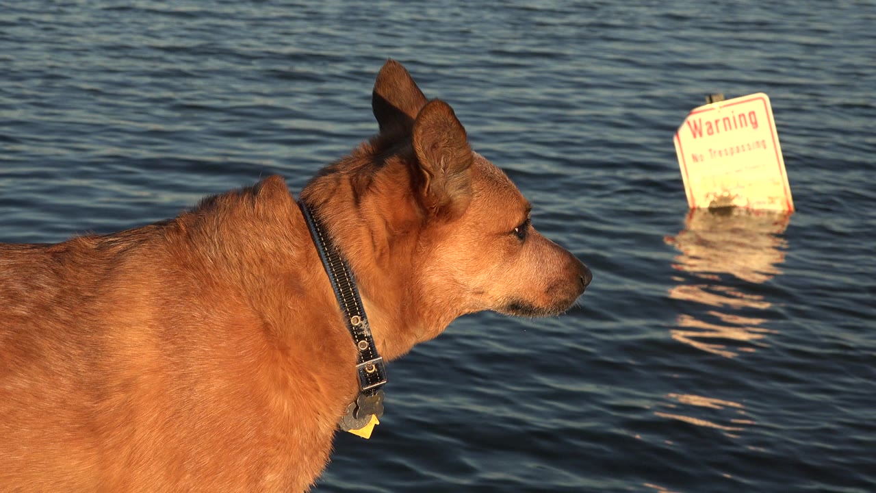 The dog remains large in the left foreground, facing right toward open water in Westminster, Colorado, while the warning sign sits farther back in warm reflected light and no visible people appear.