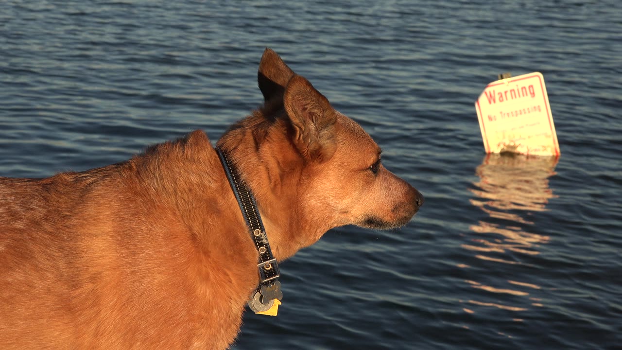 Dog head and shoulder near dark rippled water with warning sign.