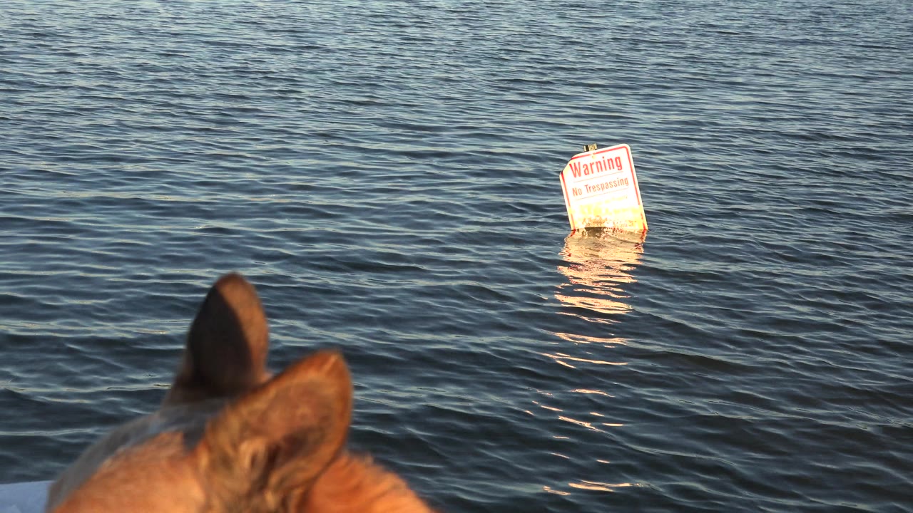 At 0:00 in Westminster, Colorado, the tops of a caramel dog's ears appear in the foreground while rippled lake water and a floating warning sign fill the frame, with no visible people.
