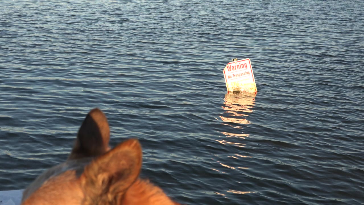 At 0:01 in Westminster, Colorado, the dog's ears sit near the bottom edge as the bright warning sign reflects on the rippled lake surface, with no visible people.