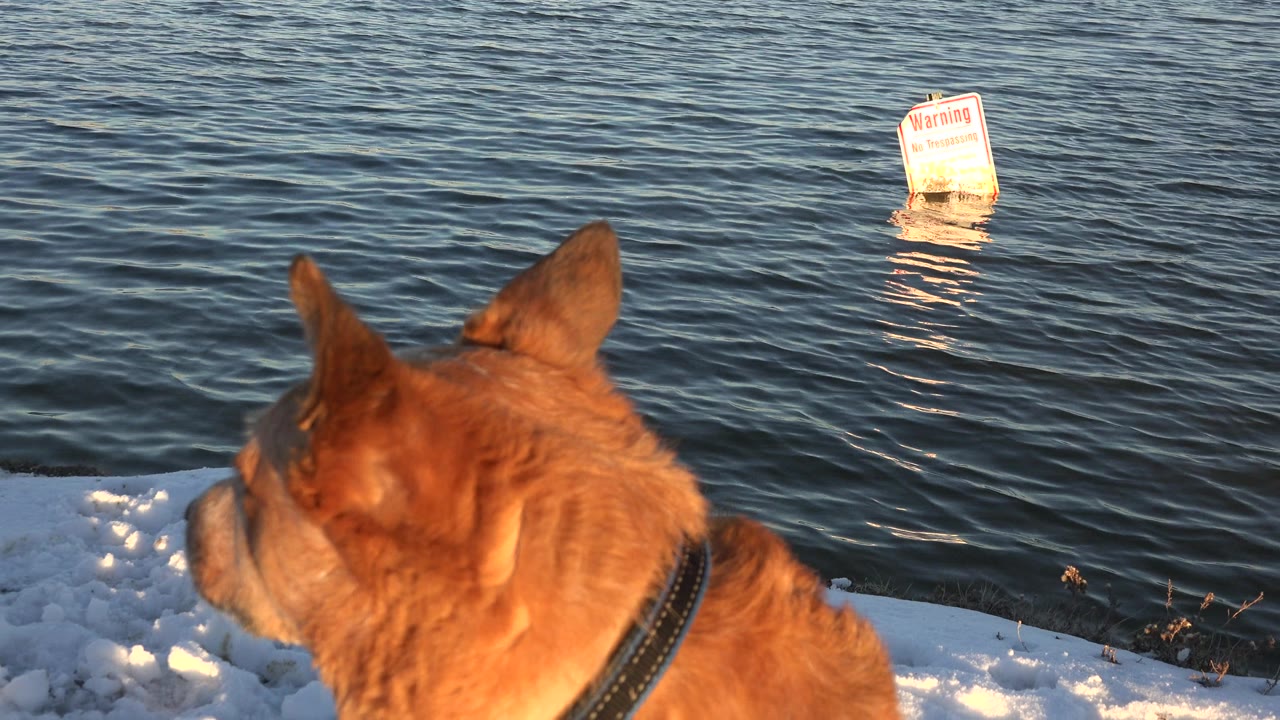 Caramel dog seen from behind on snow beside lake water.
