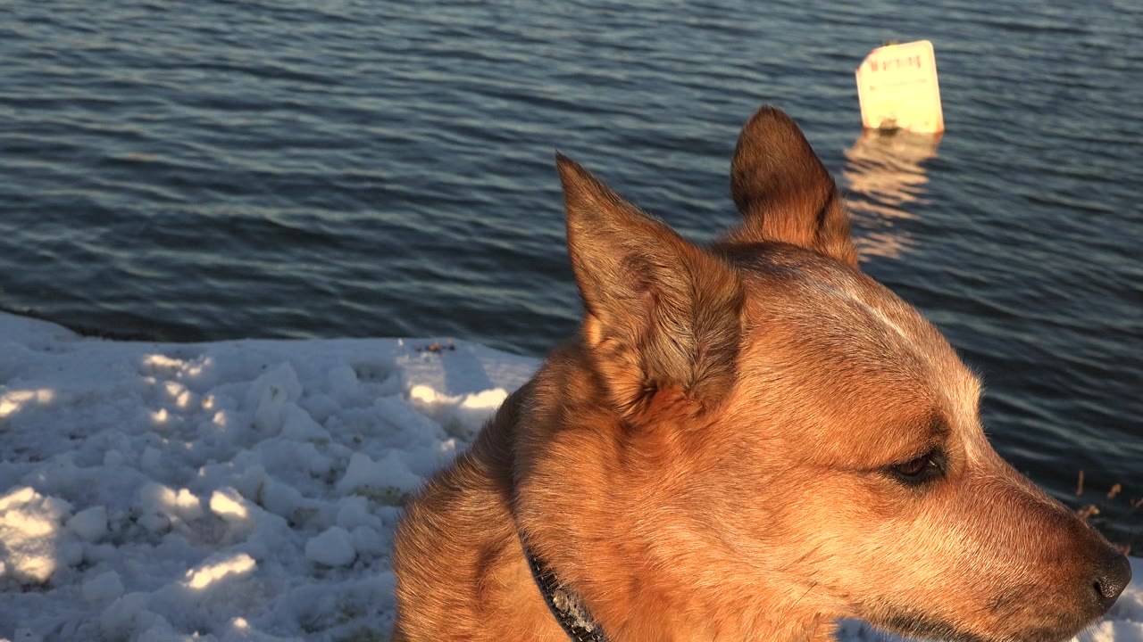 A brown dog in profile stands near snow at the edge of a Westminster, Colorado lake, with rippled water and a pale floating marker behind it and no visible people.