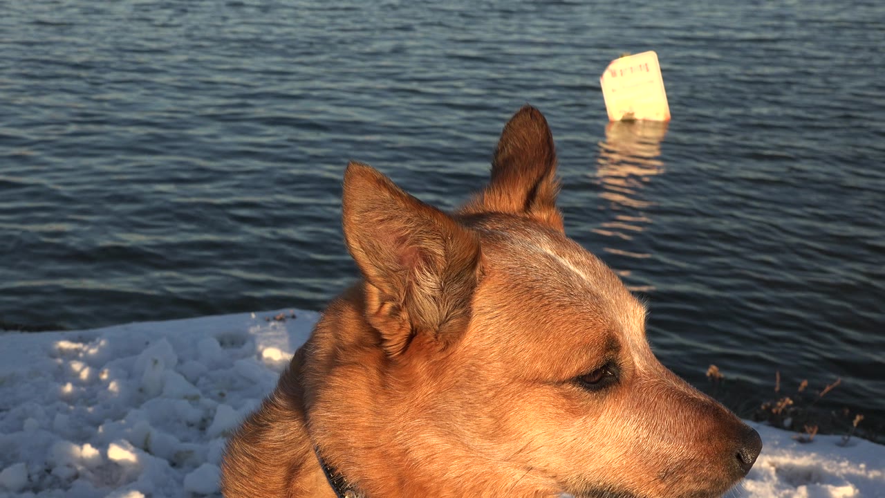 Brown dog profile with snow bank and rippled lake behind.