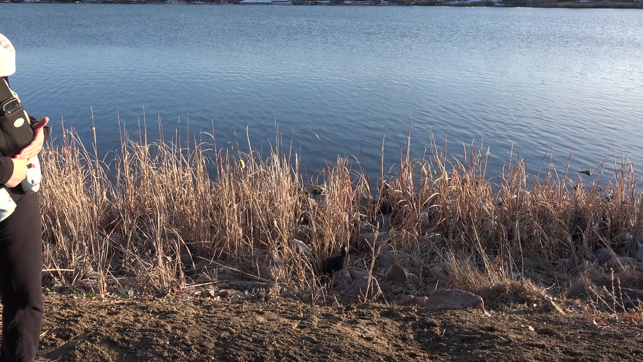 At 0:01 in Westminster, Colorado, a blonde woman in sunglasses carries an infant in a front harness beside dry reeds, with the lake and distant homes behind them.