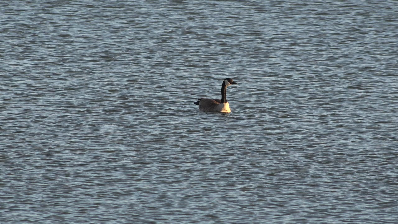 A Canada goose floats left of center on rippled blue gray water in Westminster, Colorado, with warm light on its chest and no visible people.